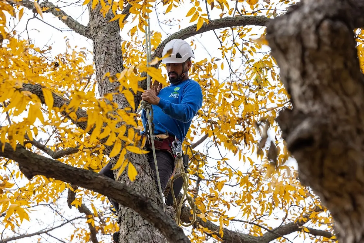 Skilled Tree Pruning crew working in Osceola